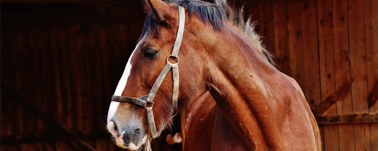 Preparing Your Property for a Horse Preparing Your Property for a Horse