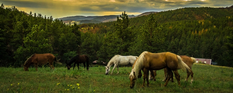 Tips for Your Horse Property Tips for Your Horse Property