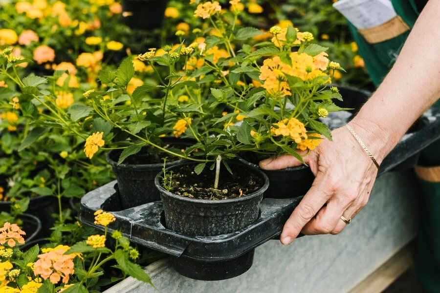 6 Low Maintenance Plants Perfect For Denver Gardening -