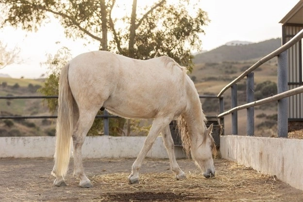 6 Property Tips if You’re Planning to Own a Horse -