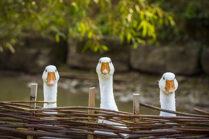 A Guide On How To Scare Geese Off Your Rental Property -