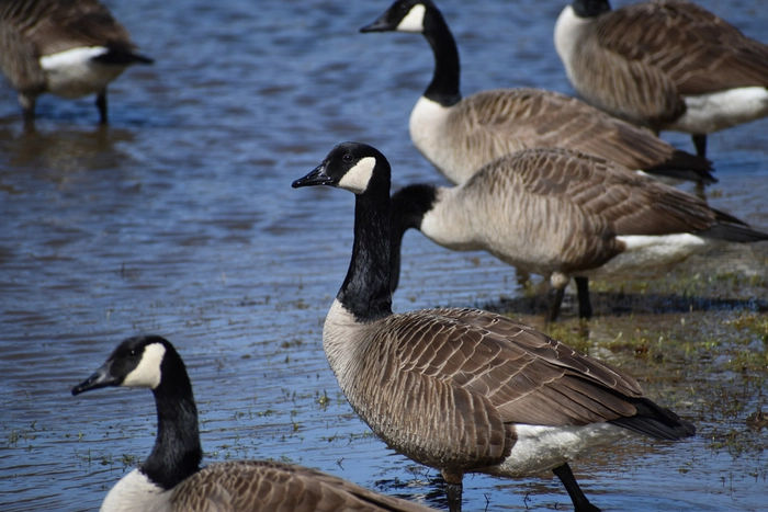 Get rid of Geese Off Your Rental Property