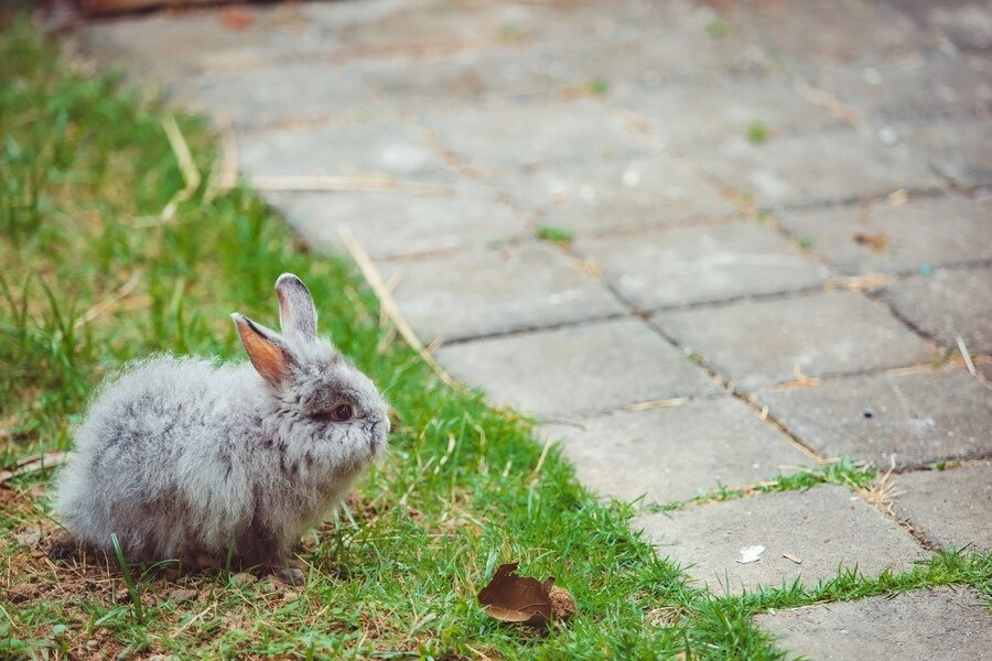 Bunnies, Bunnies, Oh So Cute Grass Killing Monsters of Highlands Ranch! -