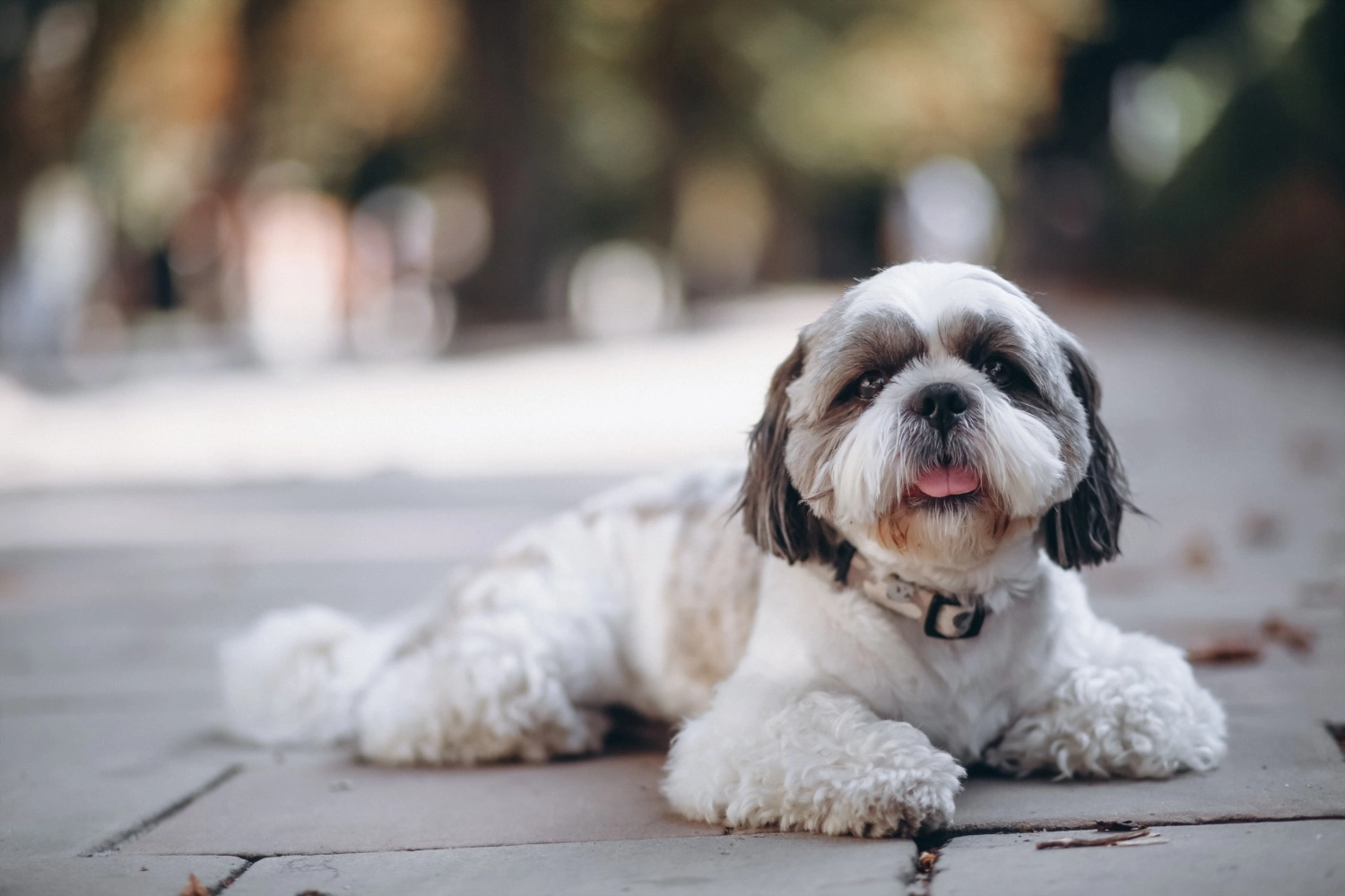 Discover the Best Dog Parks in Denver, CO, Top Dog Parks A Must-Read Guide for Dog Lovers