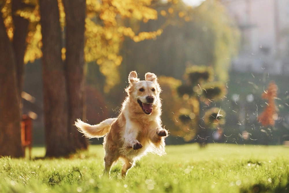 Discover Fort Collins, CO Dog Parks: Discover the Ultimate Playtime for Your Pup, the Best Dog Parks