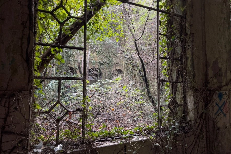 Efficient Ways To Clear Out Stubborn Brush Overgrowth