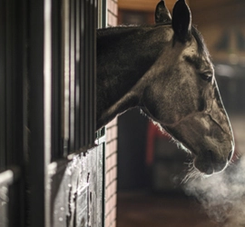 Types Of Horses And Equestrian Facilities In Colorado