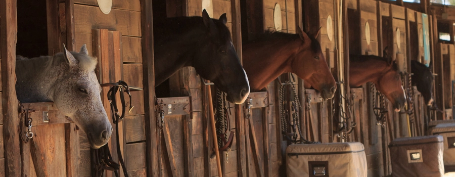 Everything You NEED To Know About Buying, Owning & Operating A Horse Farm - Stables Everything You NEED To Know About Buying, Owning & Operating A Horse Farm - Stables