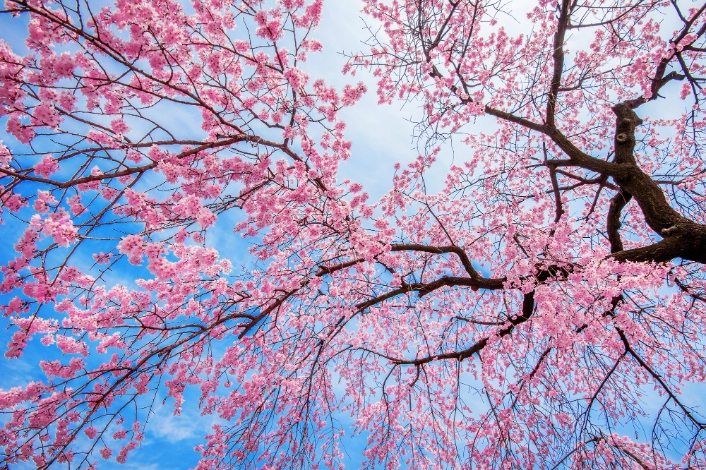 Exploring The Distinctions | Flowering And Non-Flowering Plants