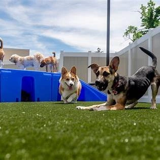 Buy a Dog Boarding Business in Colorado | Licensing, Financing, & Real Estate Guide