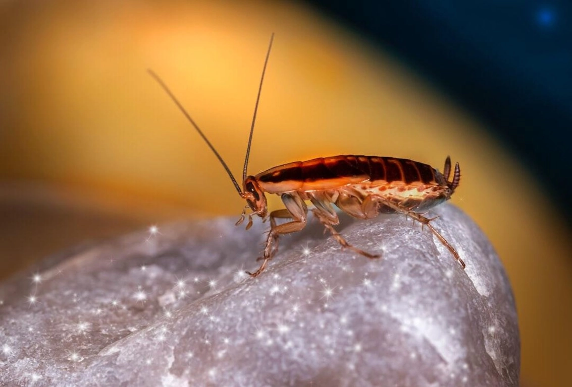 How to Get Rid of Tiny Cockroaches: Effective Solutions for a Pesky Problem -