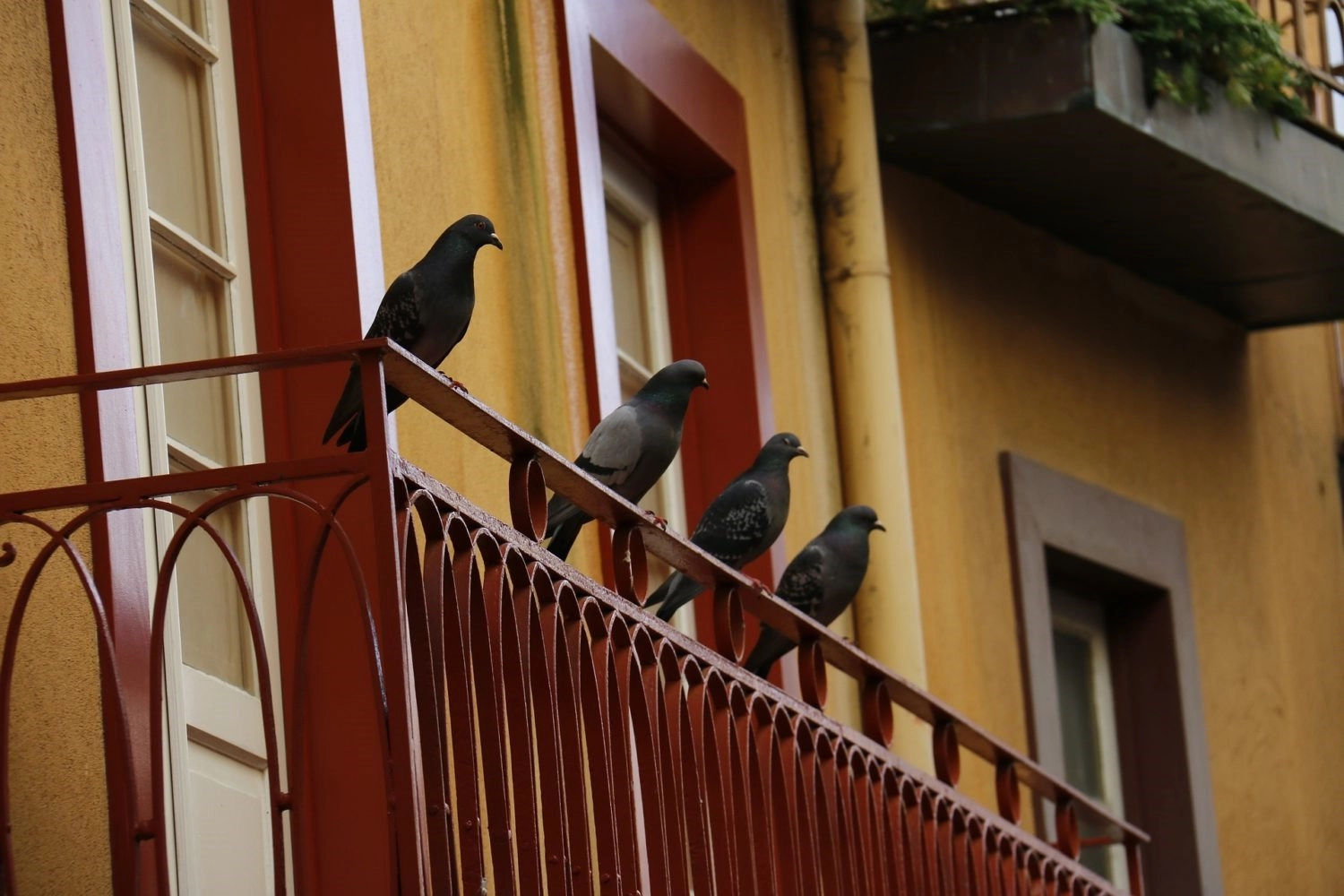 How To Repel Pigeons From Your House Balcony?