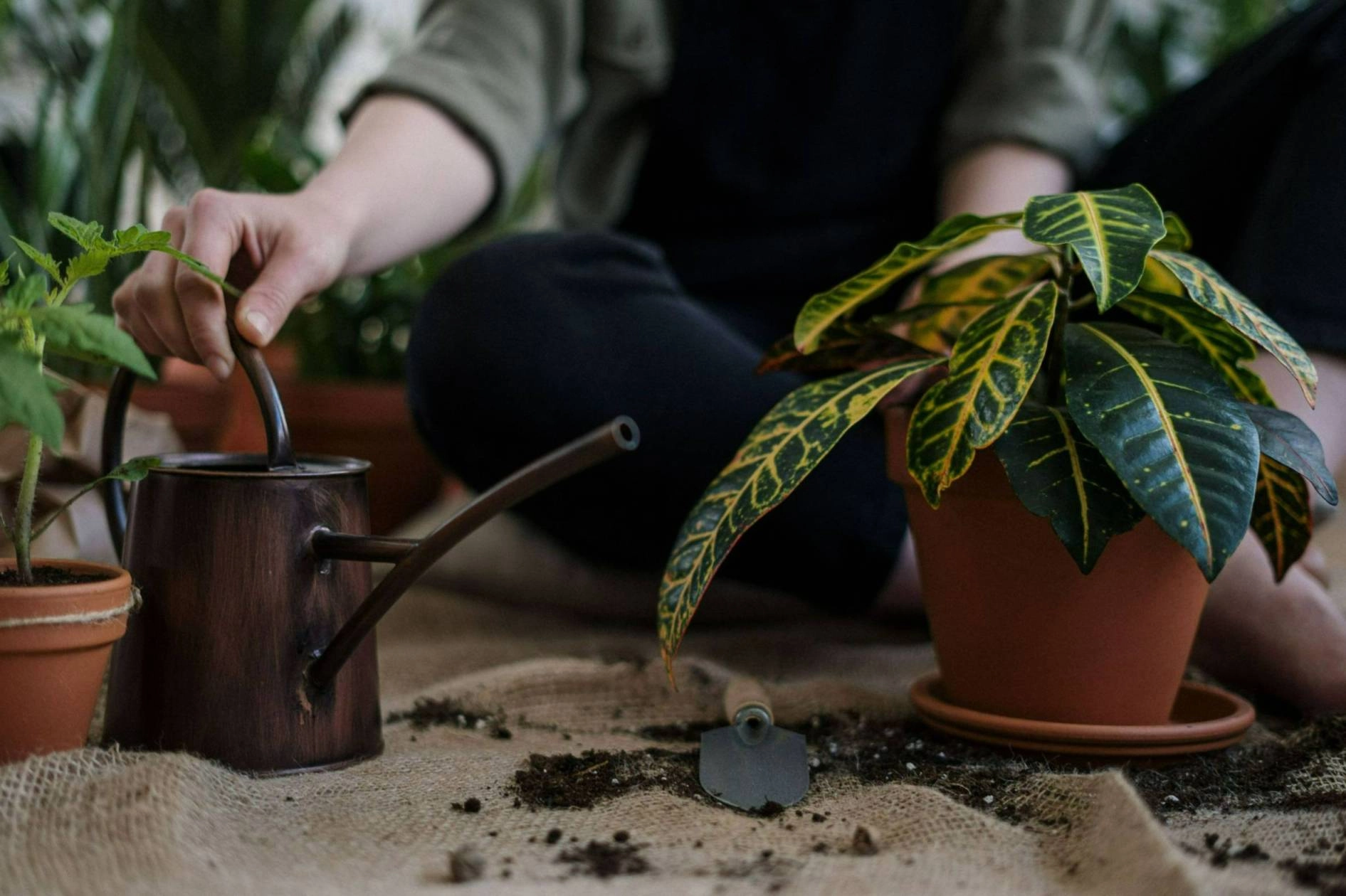 A person holding a ceramic mug with a green plant.