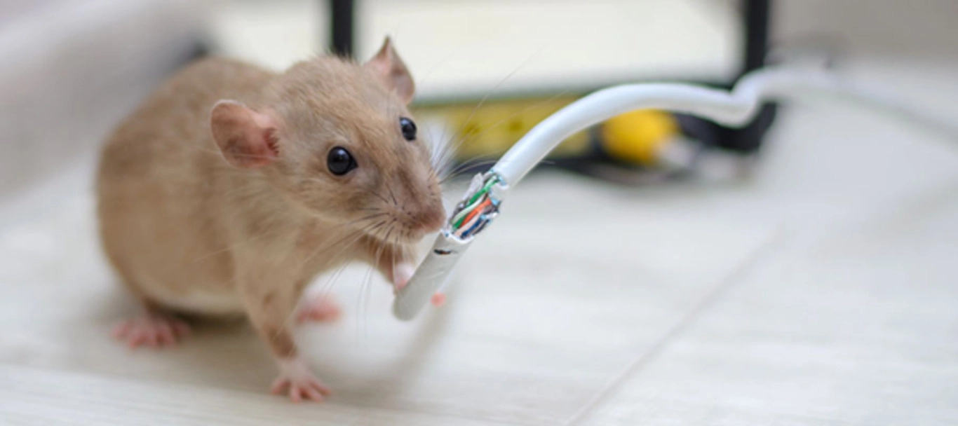 Rodent Pro