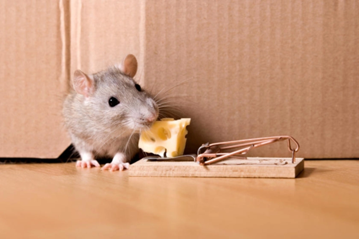 Rodent Pro