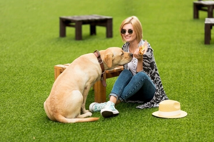 The Best Synthetic Grass Solutions for Pet Owners 