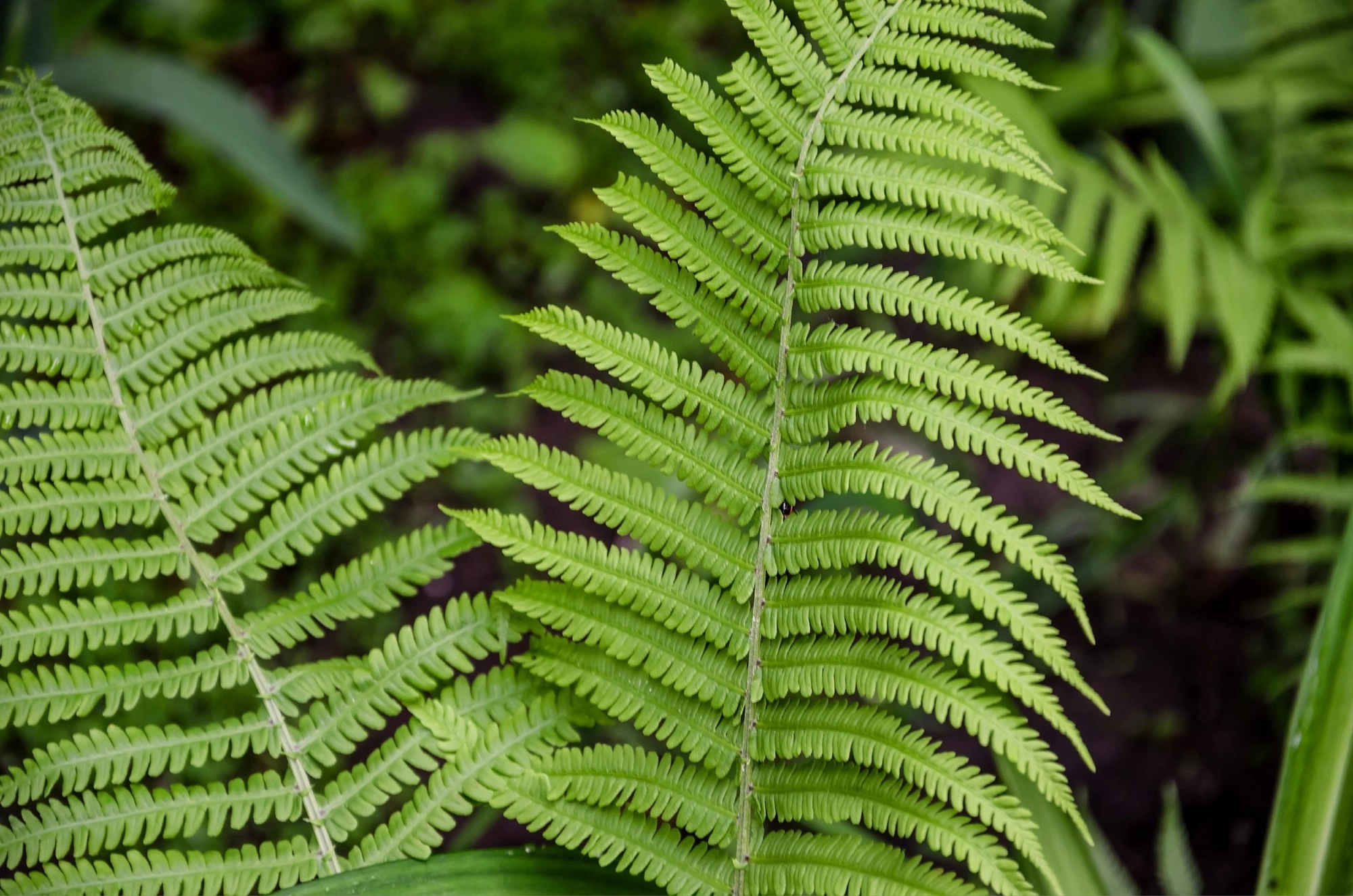 Bracken Fern Toxic to Horses in Colorado