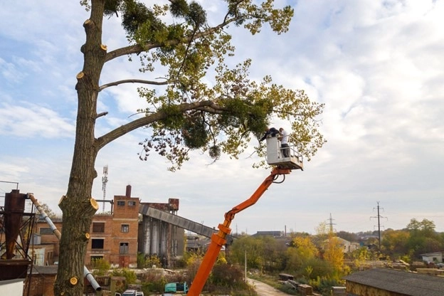 Urban Jungle: How Tree Removal Shapes the Skyline of Brooklyn -