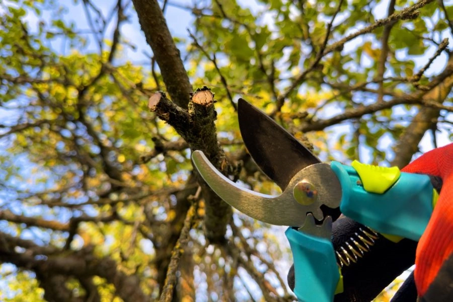 Ways To Reduce Fire Risk in Your Landscape -