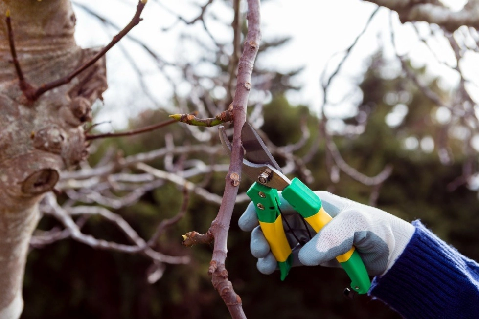 Winterproofing Your New Shrubs: What Works and What Doesn’t