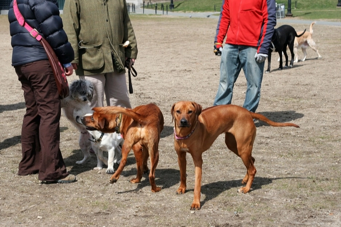 Highlands Ranch Dog Parks