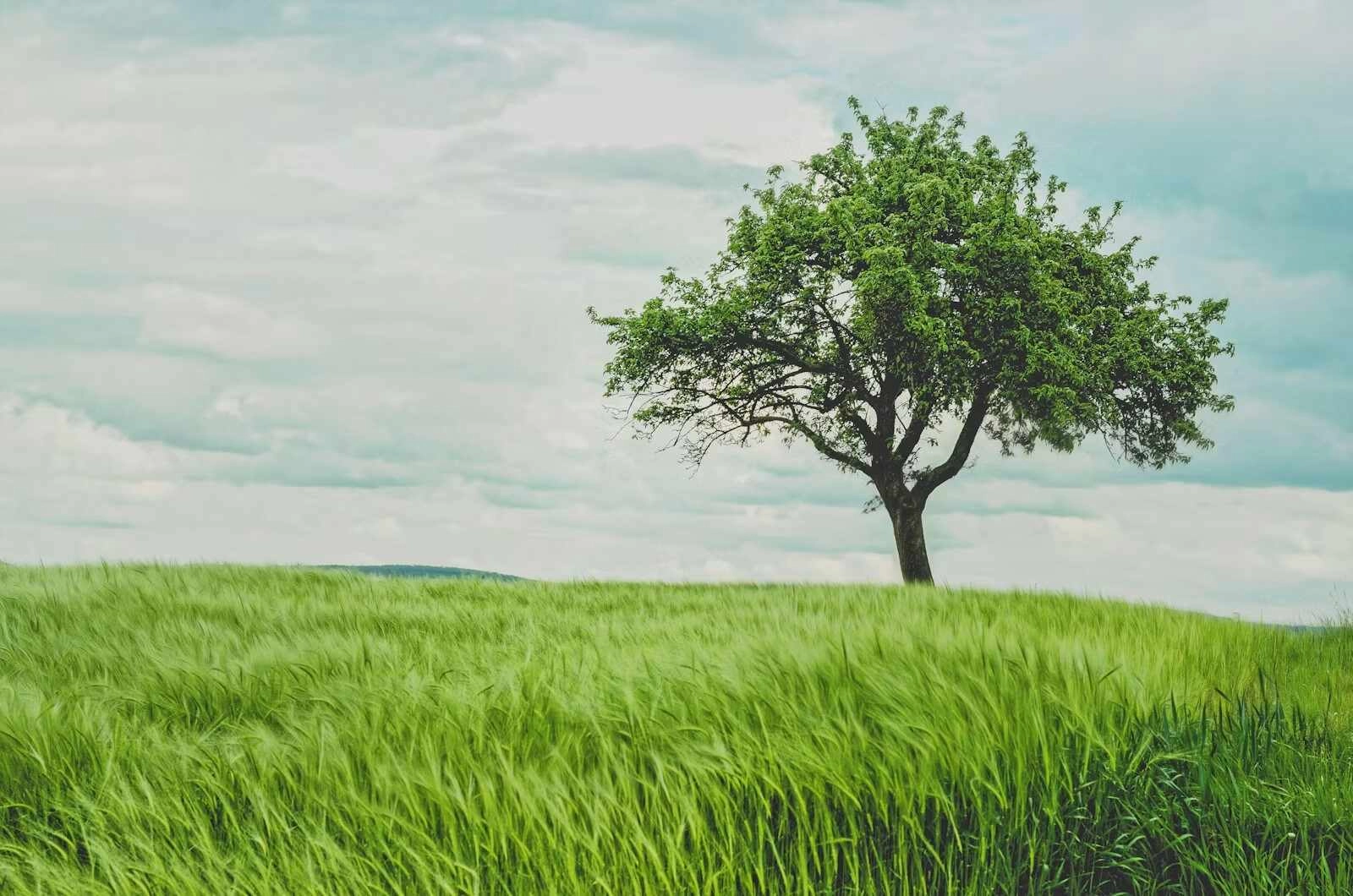 How Mature Trees Can Increase a Home's Value and Curb Appeal