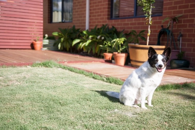 Why Pet-Friendly Home Design Is Becoming A Priority For Modern Homebuyers