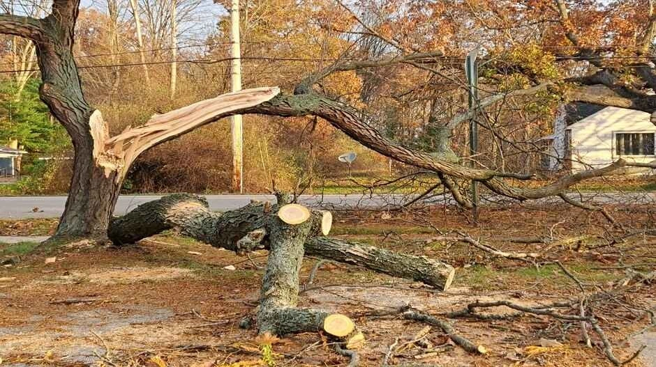 Why Storm-Damaged Trees Should Be Addressed Before Listing Your Home