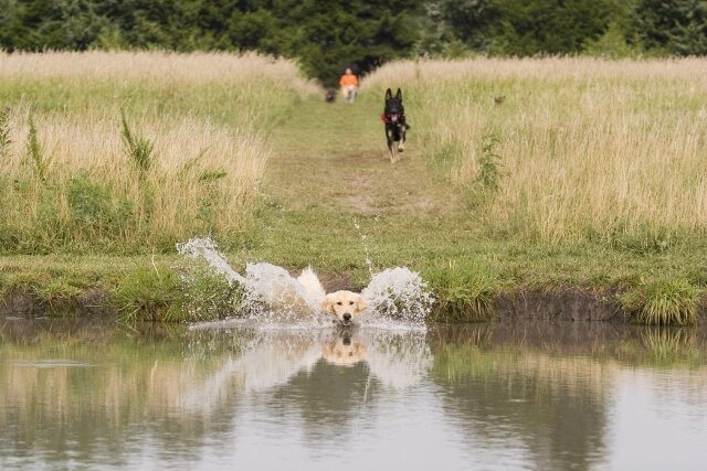 Chisholm_Creek_Pet_Resort__dog_off_leash_Park_near_me_wichita_ks Chisholm_Creek_Pet_Resort__dog_off_leash_Park_near_me_wichita_ks