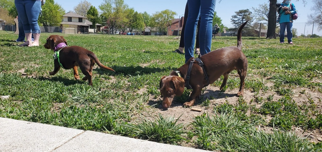 W.B._Harisson_Dog_off_leash_park_near_me_wichita_ks.jpg W.B._Harisson_Dog_off_leash_park_near_me_wichita_ks.jpg