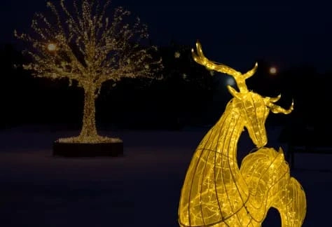 Safari Lights at Tanganyika Wildlife Park