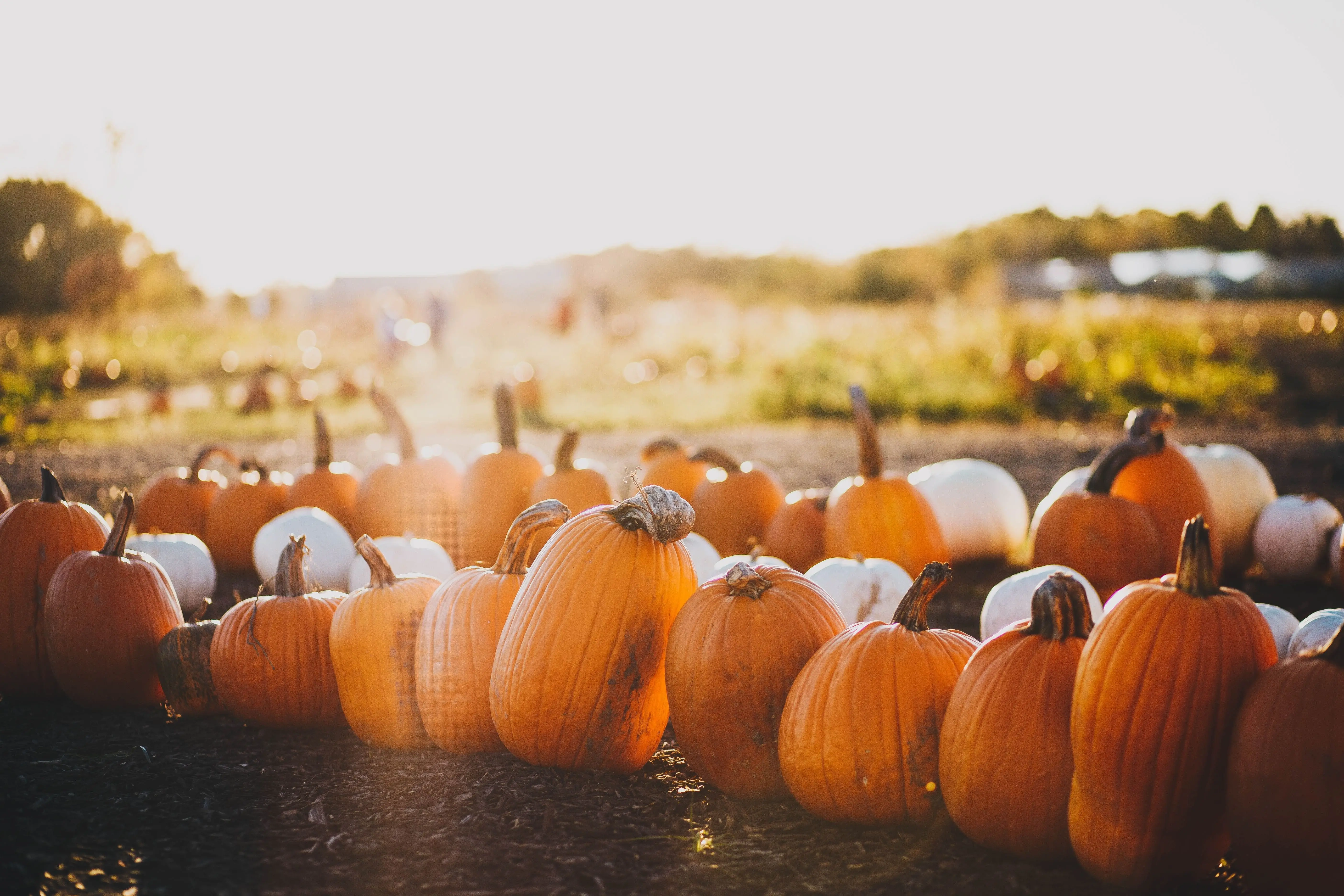Pumpkin Patches in Wichita, Kansas