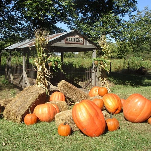 Walter's Pumpkin Patch Corn Maze and Family Farm