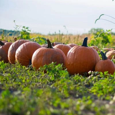 pumpkin_patch_in_marietta_farm_andover_ks
