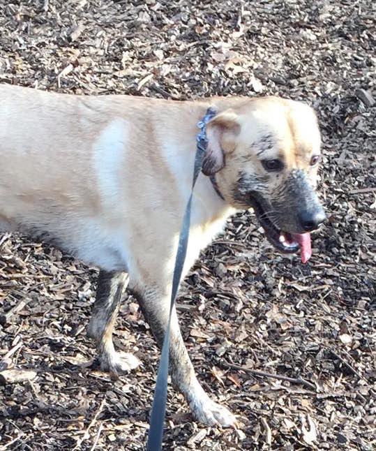 Bruno is muddy while playing at Oakwood Dog Park Downtown Raleigh, NC