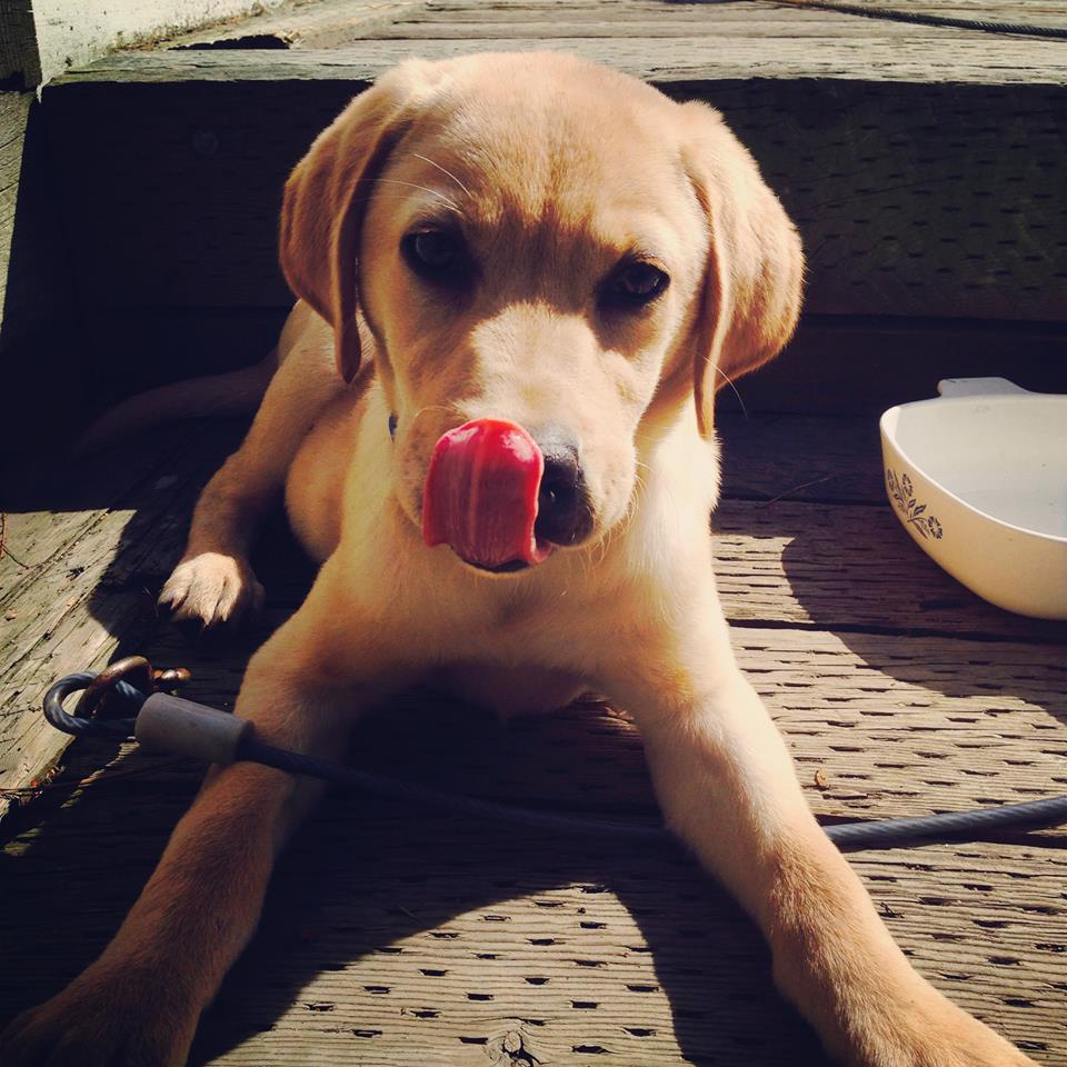 Dog sticking tongue out in Raleigh, NC