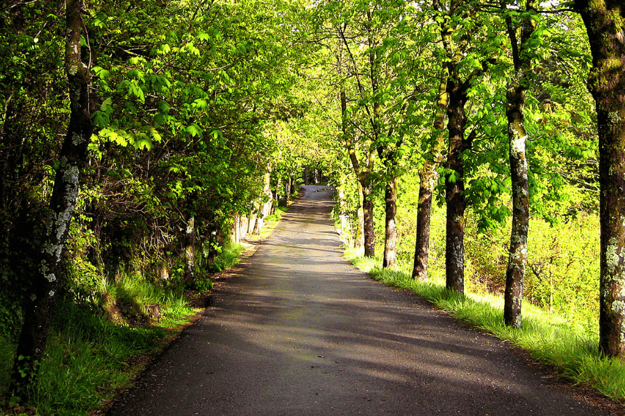 10 Benefits of Living Near Raleigh's Greenway System