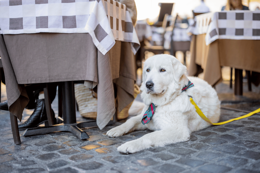 10 Dog-Friendly Restaurants in Raleigh, NC