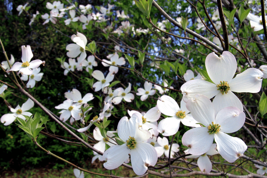 Beautiful closeup shot of White Dogwood blossoms on a tree