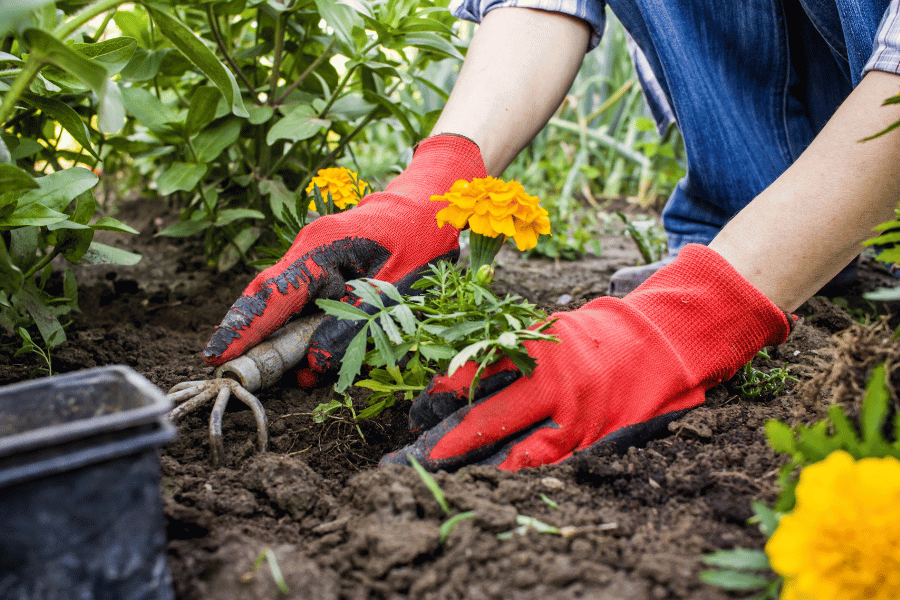 planting flowers and updating landscaping at home 