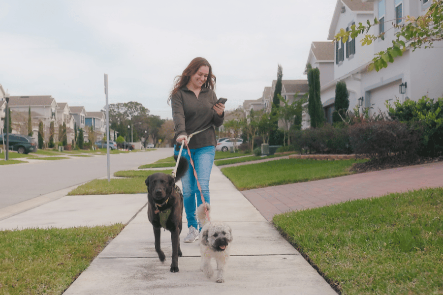 Woman walking dogs throughout the neighborhood