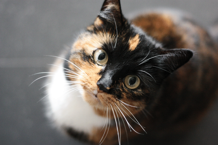 Black, orange, and white cat 
