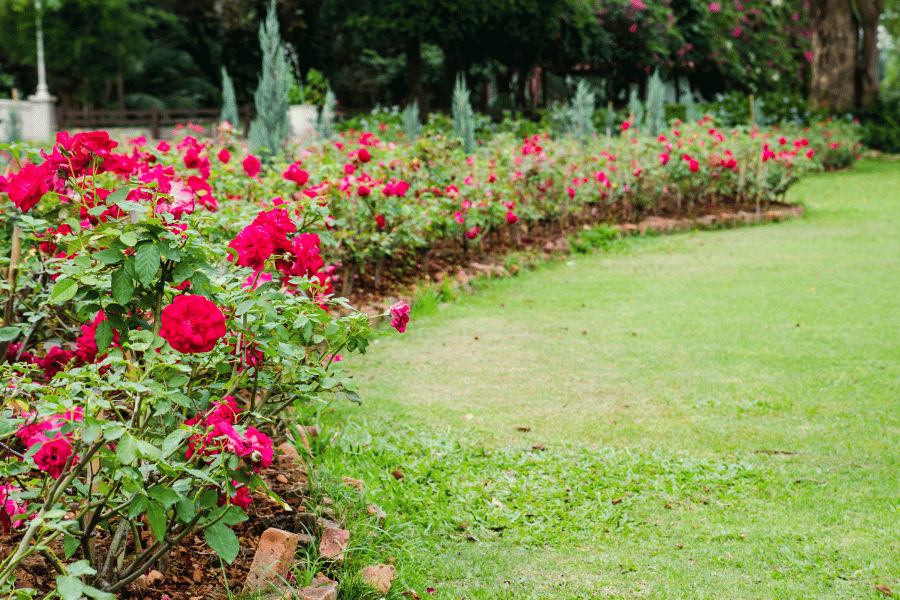 Raleigh Rose Garden