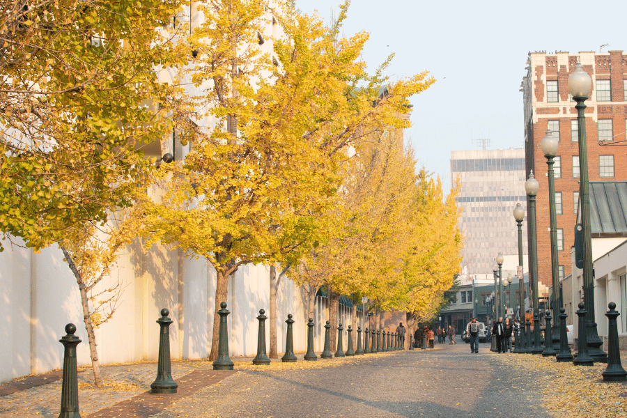 Streets of Raleigh NC with yellow trees 