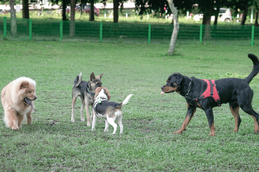 Dogs off leash at a dog park playing around