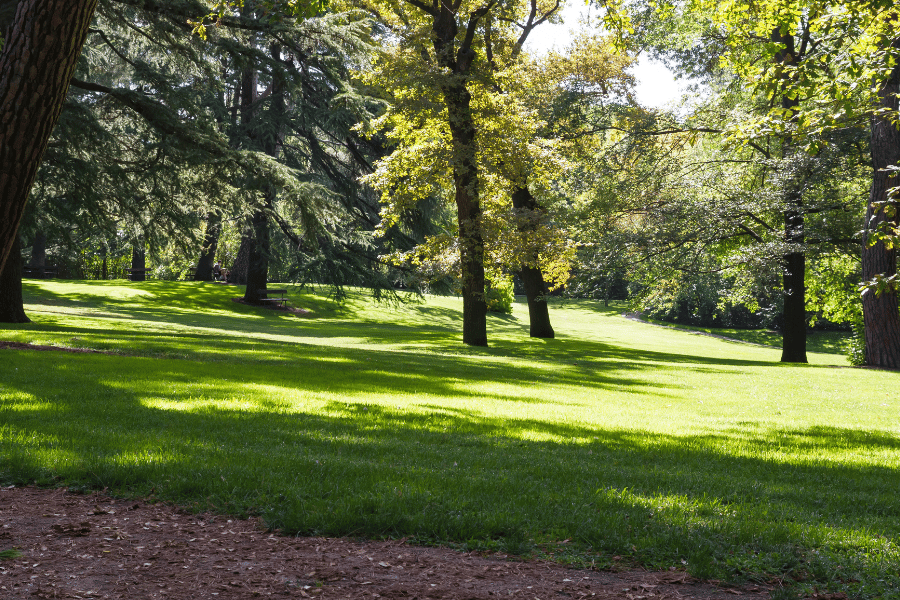 Open field for kids to play in park