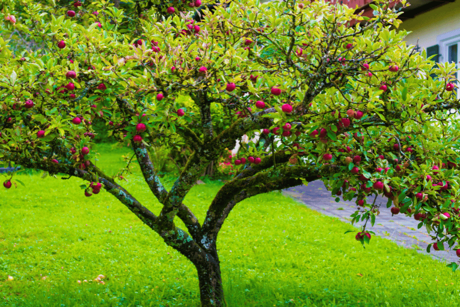 Community fruit tree growing fruit ready to pick from residents