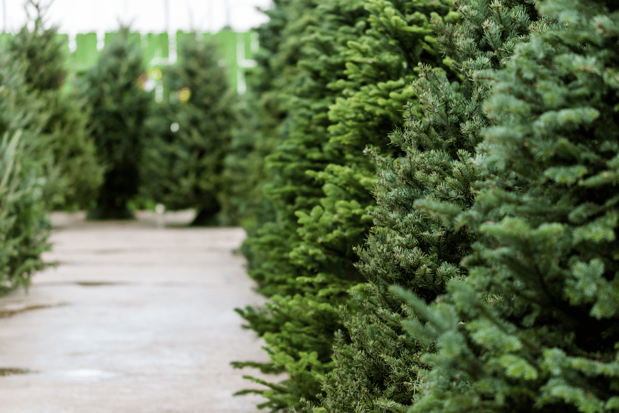 Shopping for christmas tree at christmas tree farm