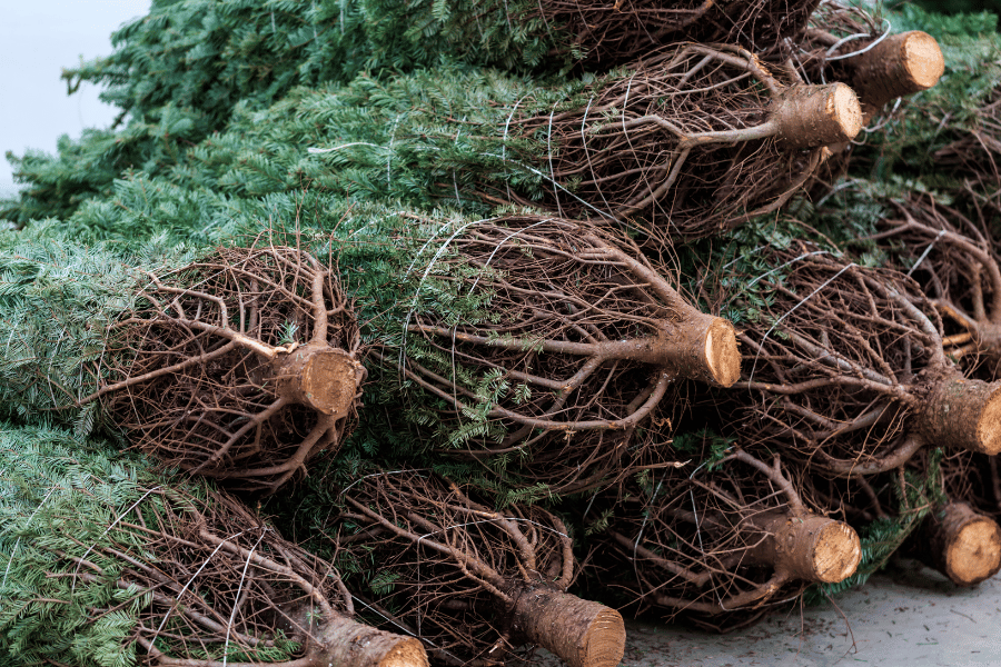 Netting and loading up christmas trees at farm