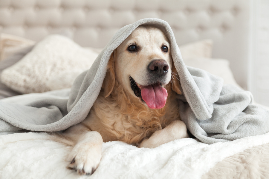 Golden Retriever under blanket on bed